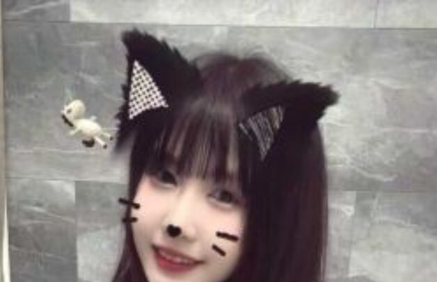 可愛い猫